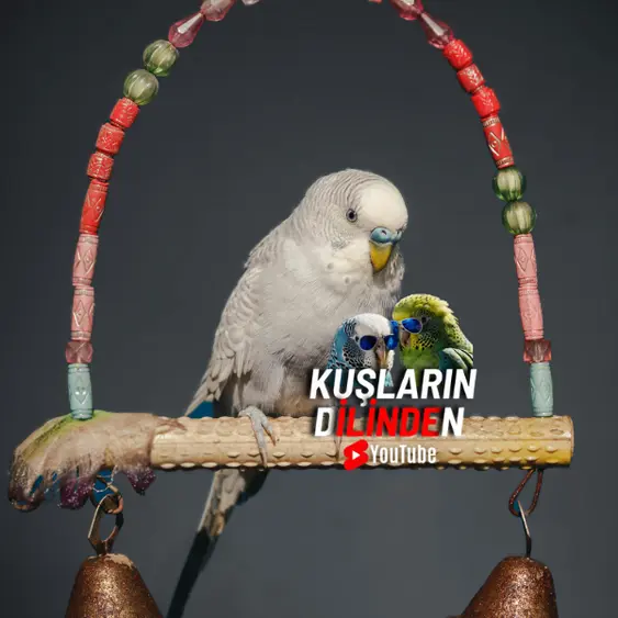 Muhabbet Kuşları Sahibini Tanır mı?