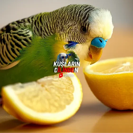 Muhabbet Kuşlarına Limon Verilebilir mi? 2 Muhabbet Kuşlarına Limon Verilebilir mi