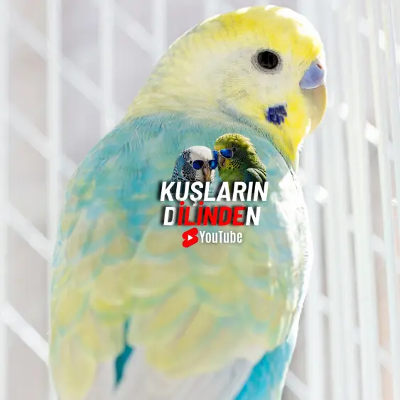 Muhabbet Kuşlarında Çekingenlik