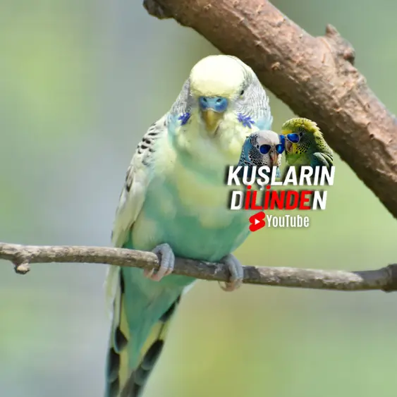 Muhabbet Kuşlarında Denge Kaybı