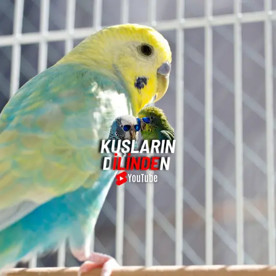Muhabbet Kuşlarında Dışkıda Yem Görülmesi