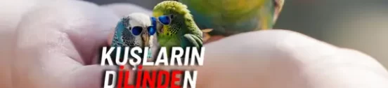 Muhabbet Kuşlarında Duygusal Stresin Belirtileri