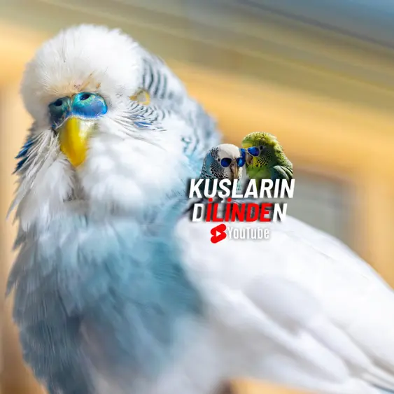 Muhabbet Kuşlarında Genetik Mutasyonlar