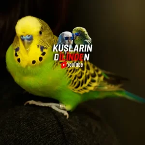 Muhabbet Kuşlarında Göz İltihabı