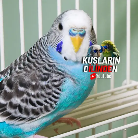 Muhabbet Kuşlarında Soğuk Algınlığı