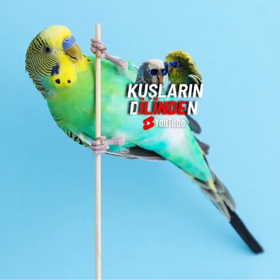 Muhabbet Kuşlarında Travma 2 Muhabbet Kuşlarında Travma