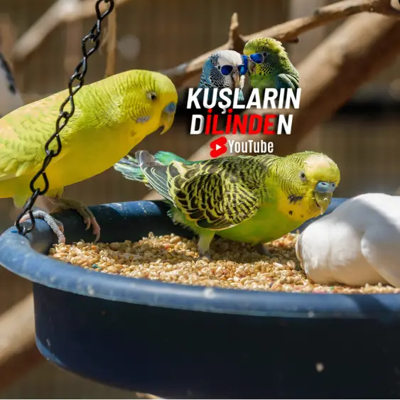 Muhabbet Kuşlarında Yabani İçgüdüler