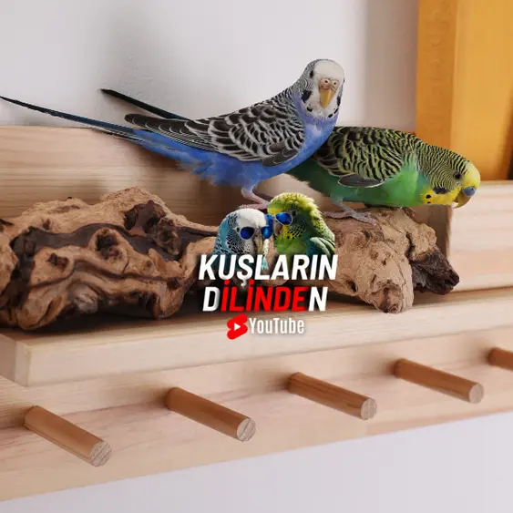 Muhabbet Kuşlarını Diğer Kuşlarla Barındırma