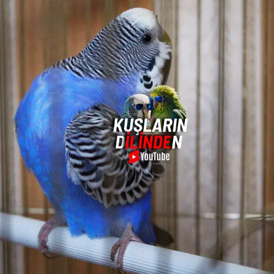 Muhabbet Kuşu Armut Yer mi?