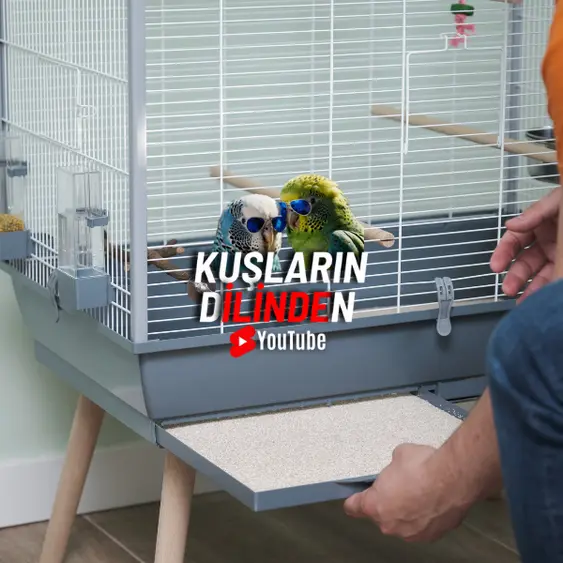Muhabbet Kuşu Kafes Temizliği 2 Muhabbet Kuşu Kafes Temizliği