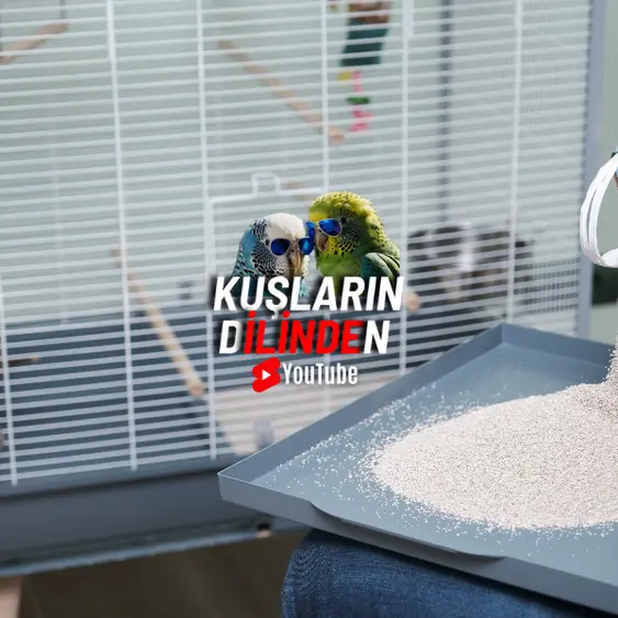 Muhabbet Kuşu Kafes Temizliği 3 Muhabbet Kuşu Kafes Temizliği