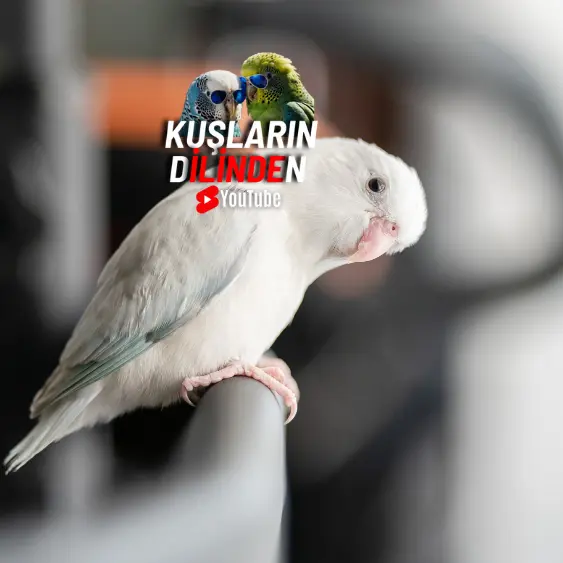 Muhabbet Kuşu Kuzu Kulağı Yer mi?