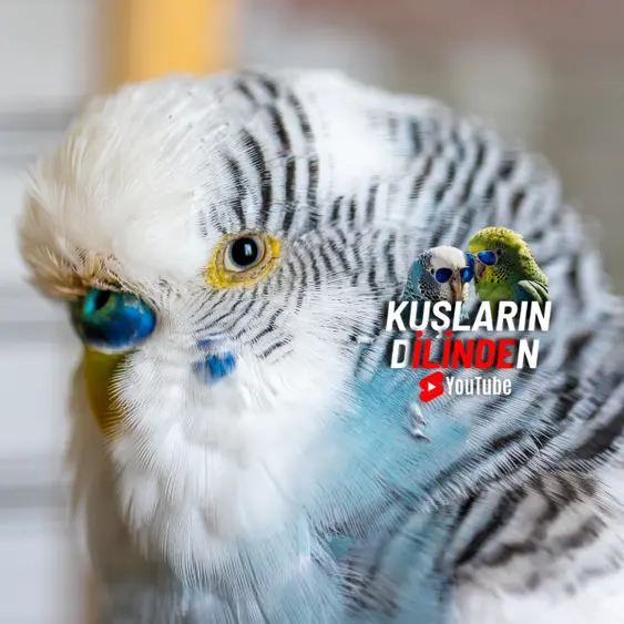 Muhabbet Kuşu Neden İshal Olur? 3 Muhabbet Kuşu Neden İshal Olur