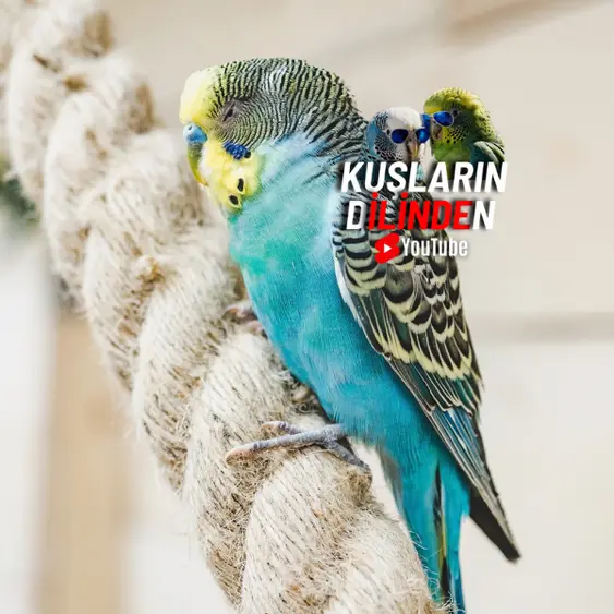 Muhabbet Kuşu Salmonella Nedir