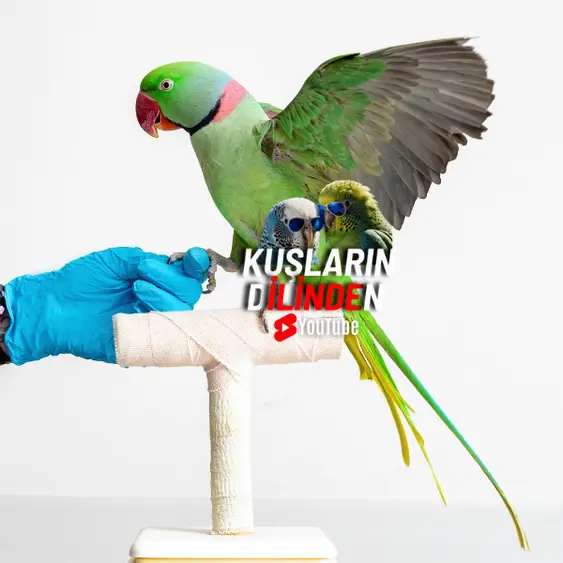 Papağanlarda Felç