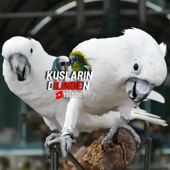 Papağanlarda Tiroid Hormon Düşüklüğü