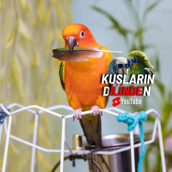 Papağanların Beslenmesi