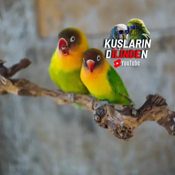 Sevda Papağanı Kaç Yıl Yaşar?