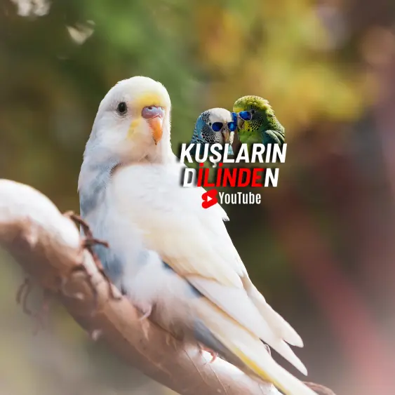 Yeni Aldığınız Muhabbet Kuşunu Ne Zaman Salmalısınız?