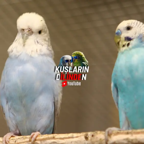 Kuşlar İçin Amino Asit