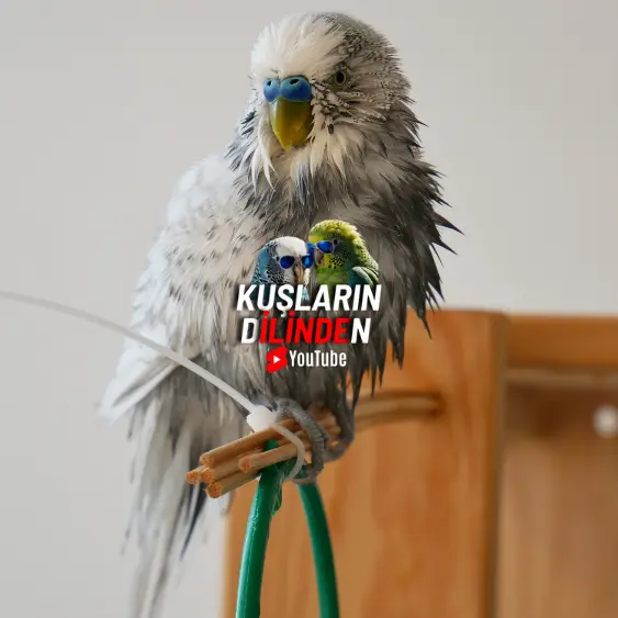 Kuşlar İçin Hayvansal Protein Katkısı