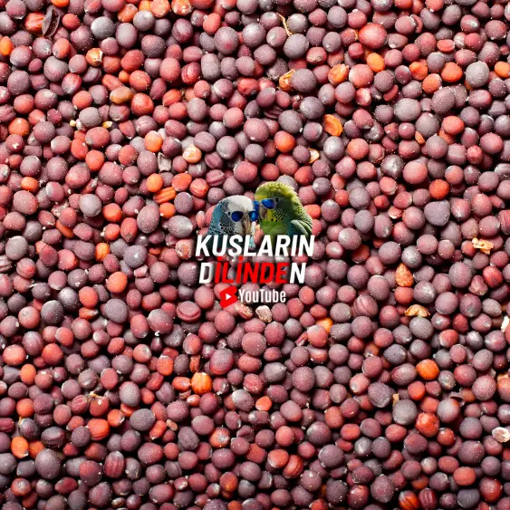 Kuşlar İçin Şalgam Tohumu