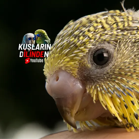 Kuşlar İçin Selenyum Takviyesi