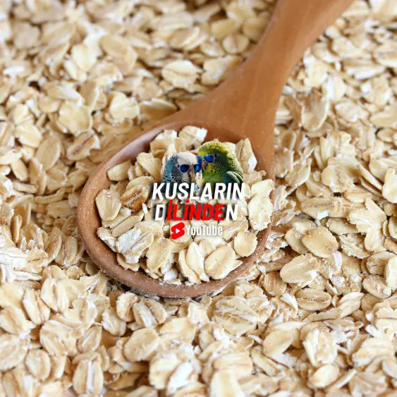 Kuşlar İçin Yulaf Ezmesinin Beslenmedeki Önemi ve Kullanım İpuçları