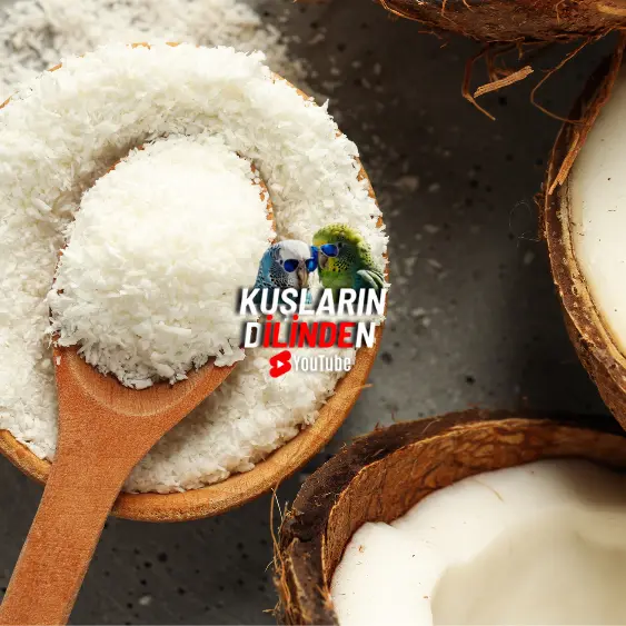 Kuşlarda Hindistan Cevizi Kullanımı Önemi ve Faydaları