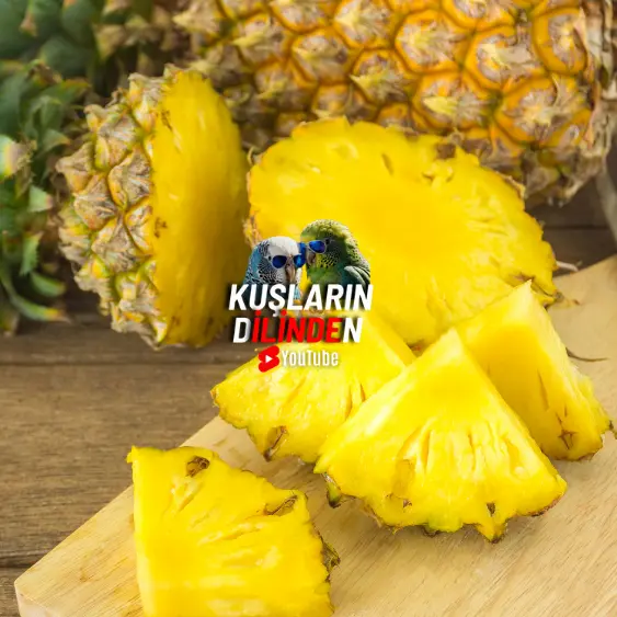Muhabbet Kuşları Ananas Yer mi?