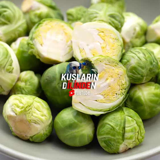 Muhabbet Kuşları Brüksel Lahanası Yer mi?