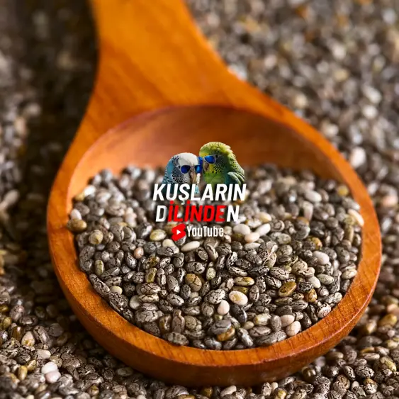 Muhabbet Kuşları Chia Tohumu Yer mi?