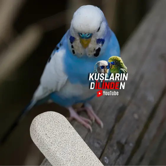 Muhabbet Kuşlarında Gaga Taşının Önemi