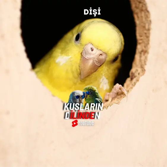 Muhabbet Kuşu Cinsiyeti Nasıl Anlaşılır? 5 Muhabbet Kuşu Cinsiyeti Nasıl Anlaşılır