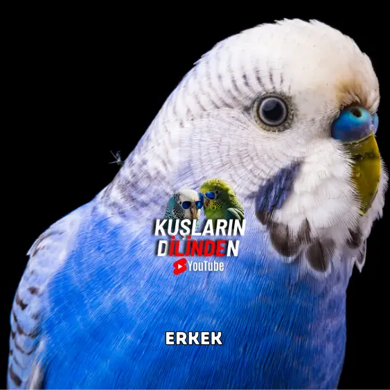 Muhabbet Kuşu Cinsiyeti Nasıl Anlaşılır? 6 Muhabbet Kuşu Cinsiyeti Nasıl Anlaşılır