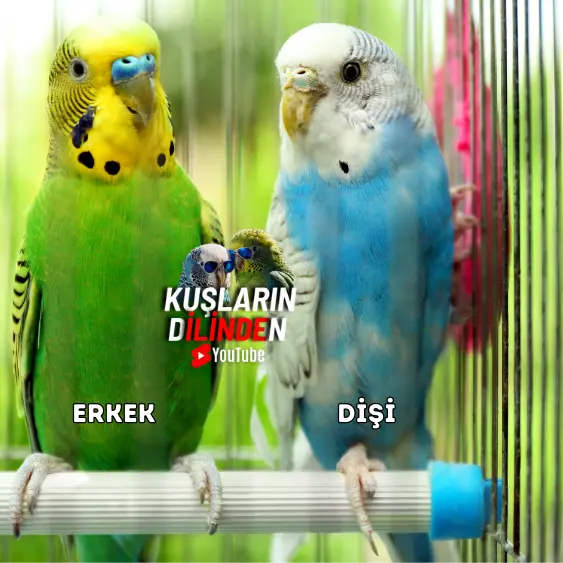 Muhabbet Kuşu Cinsiyeti Nasıl Anlaşılır? 3 Muhabbet Kuşu Cinsiyeti Nasıl Anlaşılır
