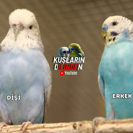 Muhabbet Kuşu Cinsiyeti Nasıl Anlaşılır? 4 Muhabbet Kuşu Cinsiyeti Nasıl Anlaşılır