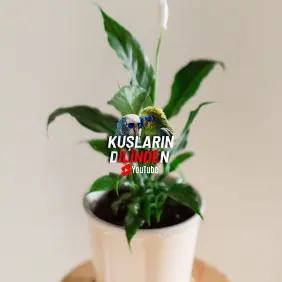 Muhabbet Kuşlarında Zehirlenme Belirtileri 4 Muhabbet Kuşlarında Zehirlenme Belirtileri