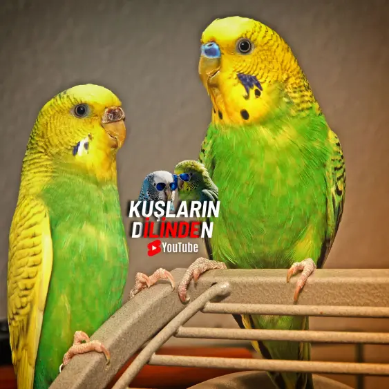 Muhabbet Kuşları Elma Yer mi? 2 Muhabbet Kuşları Elma Yermi
