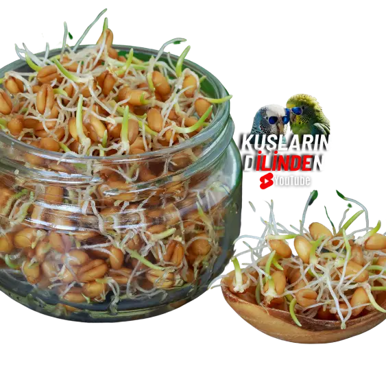 Muhabbet Kuşları İçin Tohum Çimlendirme 2 Muhabbet Kuşları İçin Tohum Çimlendirme
