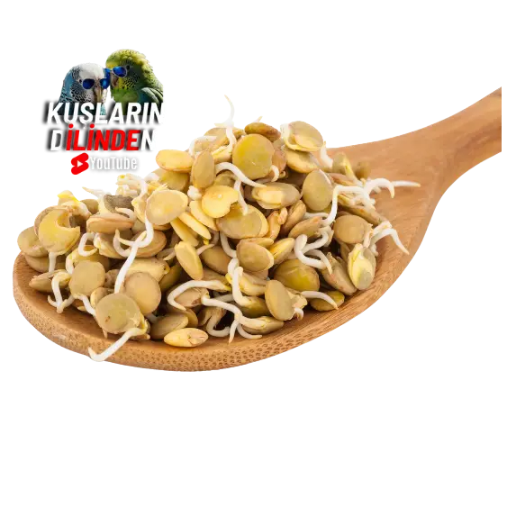 Muhabbet Kuşları İçin Tohum Çimlendirme 3 Muhabbet Kuşları İçin Tohum Çimlendirme