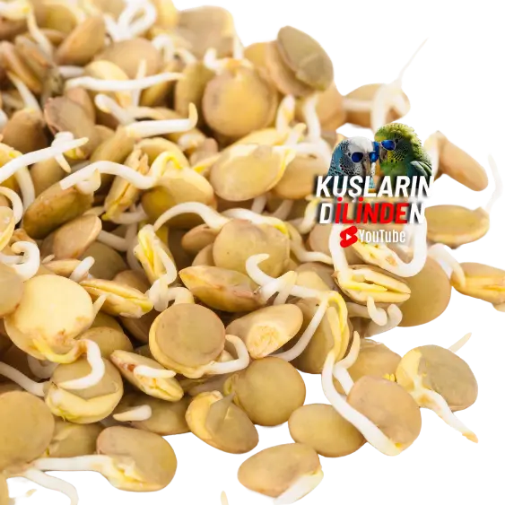 Muhabbet Kuşları İçin Tohum Çimlendirme 4 Muhabbet Kuşları İçin Tohum Çimlendirme