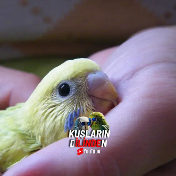Muhabbet Kuşu Kaç Yıl Yaşar? 3 Muhabbet Kuşu Kaç Yıl Yaşar?