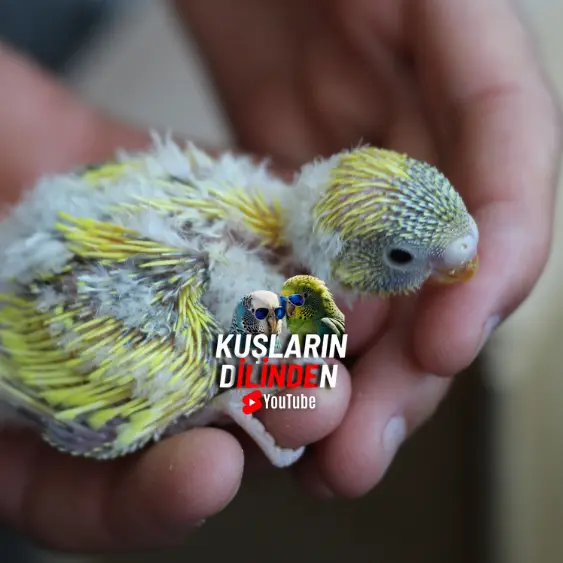 Muhabbet Kuşu Kaç Yıl Yaşar? 4 Muhabbet Kuşu Kaç Yıl Yaşar?