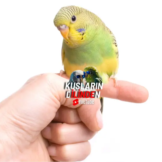 Muhabbet Kuşlarına Temel Komutlar Nasıl Öğretilir?