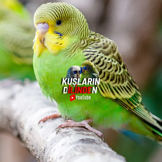 Muhabbet Kuşlarında Mantar Enfeksiyonu