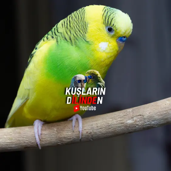 Muhabbet Kuşlarında Psittacosis