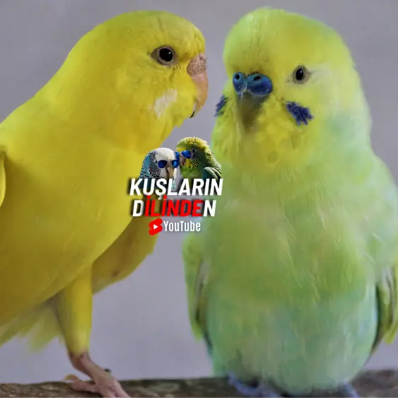 Muhabbet Kuşlarında Sinüzit ve Tedavisi