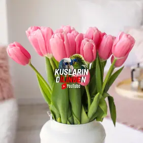 Muhabbet Kuşlarında Zehirlenme Belirtileri 5 Muhabbet Kuşlarında Zehirlenme Belirtileri