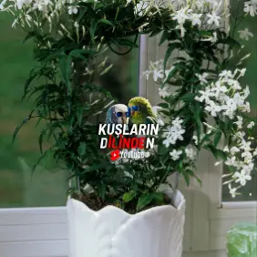 Muhabbet Kuşlarında Zehirlenme Belirtileri 3 Muhabbet Kuşlarında Zehirlenme Belirtileri